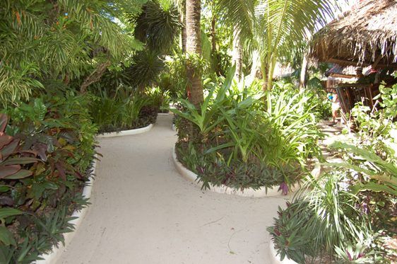 Lush Garden
